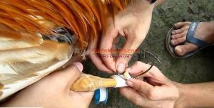 Cách chọn cựa sắt cho gà đá phù hợp từ bí kíp của sư kê