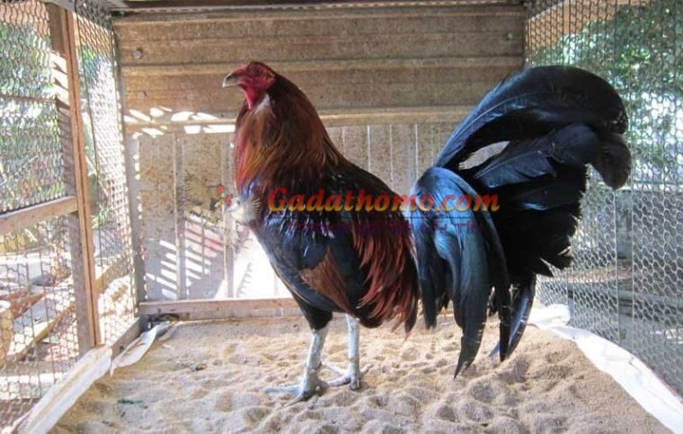 Xem đuôi gà có thể đoán được là gà hay, đúng không ?