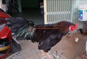 Xem chân gà thế nào để đoán là gà hay ?