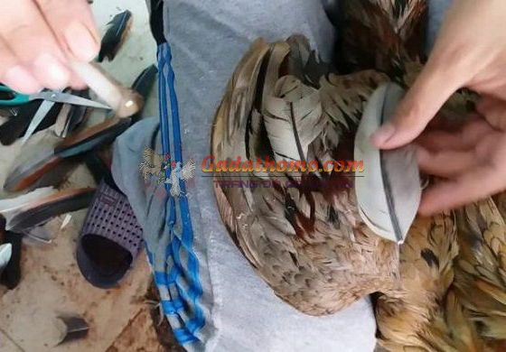 Tết lông gà đá như thế nào để hạn chế không làm lông gãy rụng ?