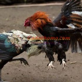 Bật mí bí kíp làm gà chọi lì đòn, sung mãn từ sư kê