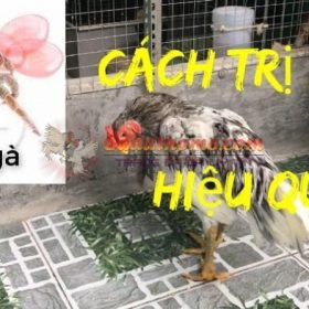 Cách trị mạt gà đá hiệu quả và đơn giản nhất 2022