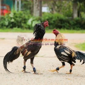 Lý do gà chọi không chịu đá và cách khắc phục như thế nào?