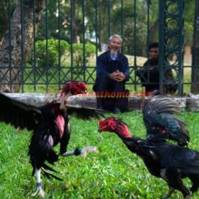 Các lối đá hay của gà đá hầu kiềng và cách lựa chọn chiến kê