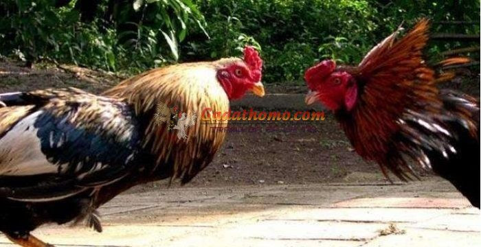 Kinh nghiệm chiến thắng đá gà cựa sắt dễ dàng từ sư kê