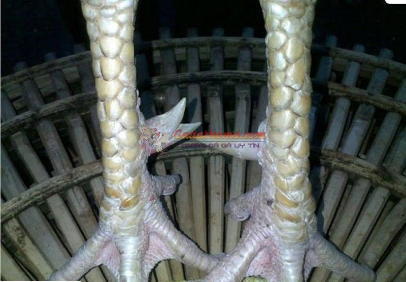 Cách thử cựa gà đá có đâm tốt hay không đặc biệt ?