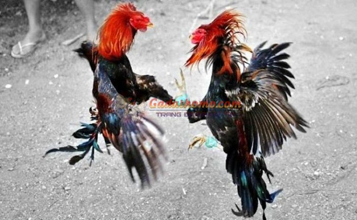 Gà đá thiếu cân nên chăm sóc như thế nào để tốt nhất?