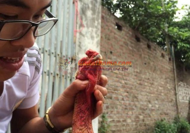 Gà đá bị kén mép là gì? Cách xử lý giúp gà đá nhanh lành bệnh