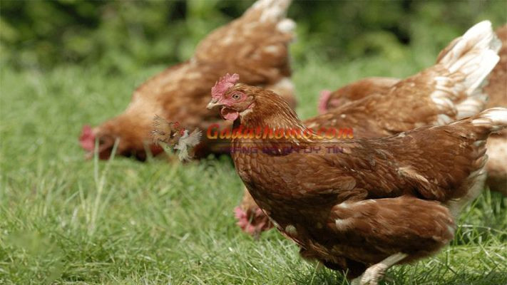 Tuổi thọ của gà – Gà sống được bao nhiêu năm?