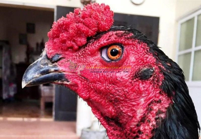 Gà đá mắt trắng có gì mà khiến nhiều người mê mẩn khao khát?