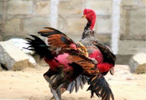 Chiến kê dị tướng – Cách nhận biết gà dị tướng đá hay