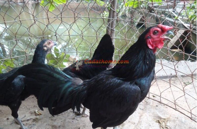 Tìm hiểu về giống gà đá Jap đang được các sư kê ưa chuộng