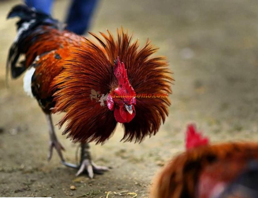 Sức mạnh gà đá cựa như thế nào? Các yếu tố nhận biết sức khỏe gà đá cựa