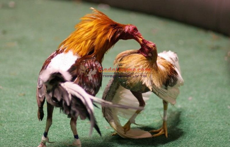 Gà đá bị lệch đuôi vì sao? Cách chữa lệch đuôi hiệu quả nhất