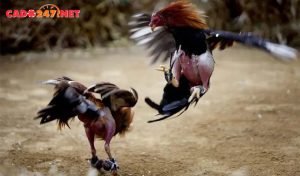 Kinh nghiệm chơi đá gà online qua mạng chỉ có thắng