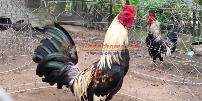 Cách chăm sóc gà chuối trở thành “chiến kê” đẳng cấp