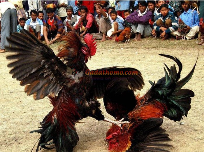 Những điều gây sốc về nguyên tắc đá gà không phải ai cũng biết