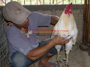 Cách xem đùi, mặt, cẳng và lườn gà đá để lựa ra chiến kê