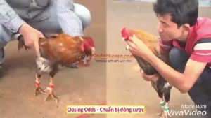 Cách trở thành nài gà giỏi và chuyên nghiệp cho người mới