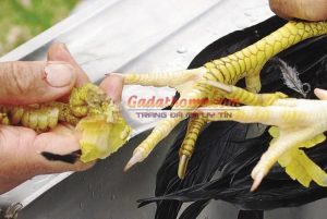 Cách đổ có màu chân gà theo ý muốn cho kê thủ