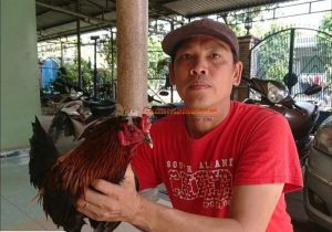 Cách Chữa Trị Triệt để Gà đá ăn Lông Hiệu Quả