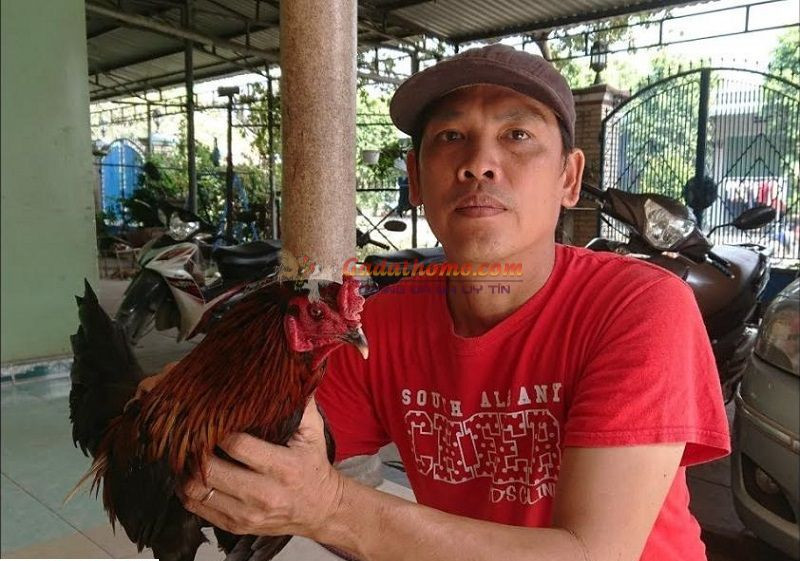 Cách chữa trị triệt để gà đá ăn lông hiệu quả