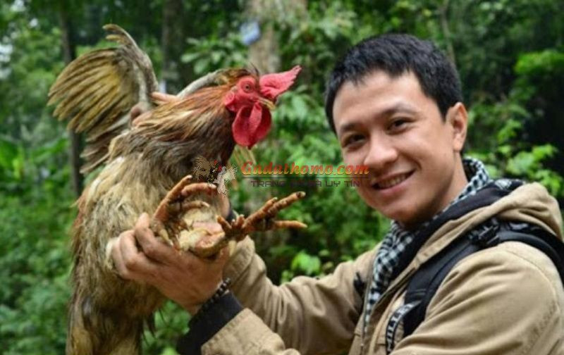Cách nuôi gà chín cựa tốt nhất từ kinh nghiệm bí truyền