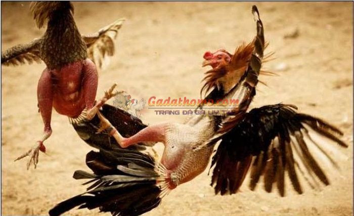 Đòn chết gà cựa sắt cần biết để huấn luyện chiến kê bất bại