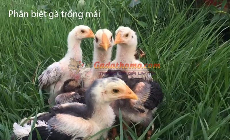 Phân biệt giới tính gà đá con nhanh chóng và chính xác nhất 2022