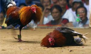 Lý do gà đá không hăng máu? Cách khắc phục?