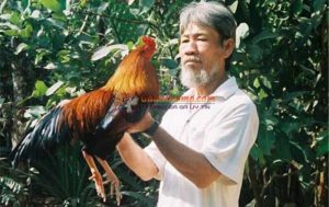 Bế gà đá đúng cách theo phương pháp dân gian hiệu quả