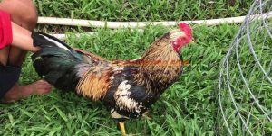 Cách chăm sóc gà chuối trở thành “chiến kê” đẳng cấp