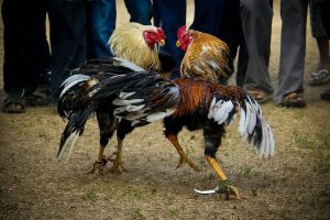 Cách Chăm Sóc Gà Đá Cựa Sắt Khỏe Mạnh, Bo Lớn, Ra Đá Có Lực