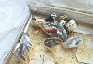 Cách chọn gà đá con đá hay chuẩn khỏi cần chỉnh