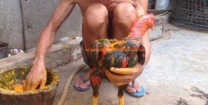 Cách làm rượu nghệ bóp gà đá giúp da gà săn chắc hiệu quả