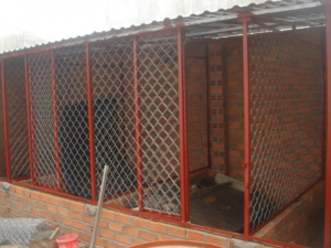 Cách nuôi gà đá có lực sung sức khoẻ mạnh săn chắc