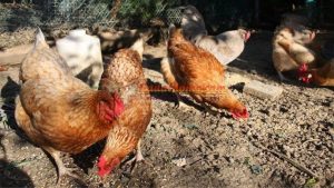 Có nên cho gà chọi ăn gạo không? Gà chọi ăn cơm tốt không?