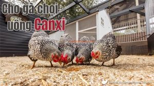 Có nên cho gà chọi uống Canxi? Cách cho gà uống canxi đúng cách