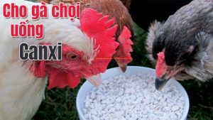 Có nên cho gà chọi uống Canxi? Cách cho gà uống canxi đúng cách