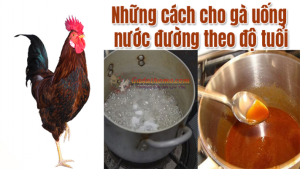Có nên cho gà uống nước đường không? Liệu có tốt cho gà?