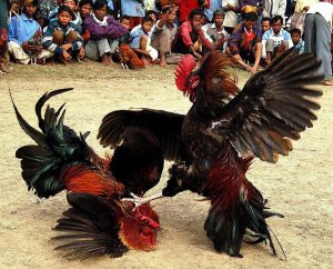 Coi Đá Gà Nòi Trực Tiếp Miền Tây Mới Nhất 2022