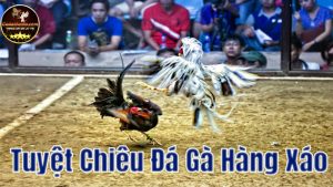Đá gà hàng xáo là gì? Kinh nghiệm đá gà hàng xáo