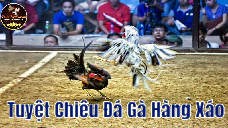 Đá gà hàng xáo là gì? Kinh nghiệm đá gà hàng xáo