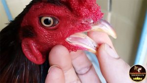 Gà chọi không lưỡi đá hay không ?