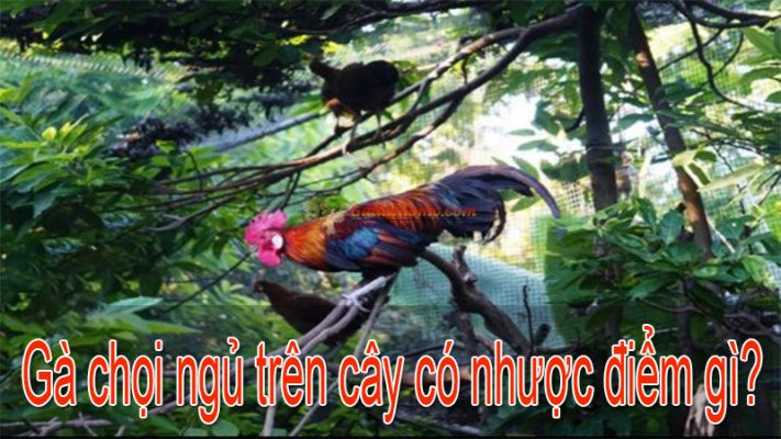 Gà chọi ngủ trên cây. Tốt hay không ?