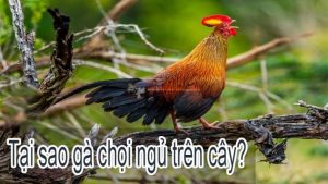 Gà chọi ngủ trên cây. Tốt hay không ?