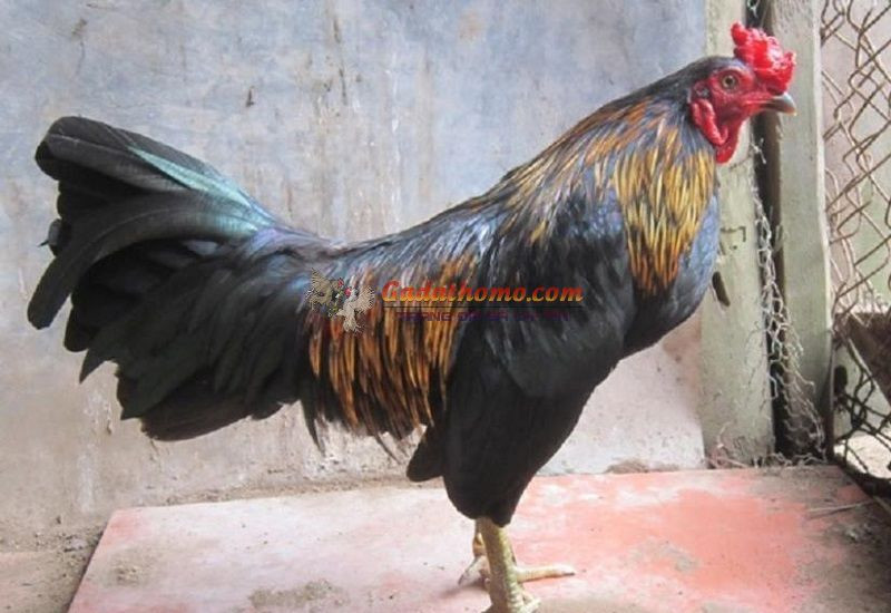 SOI KÈO CRYSTAL PALACE VS LEEDS LÚC 2H NGÀY 26/4/2022