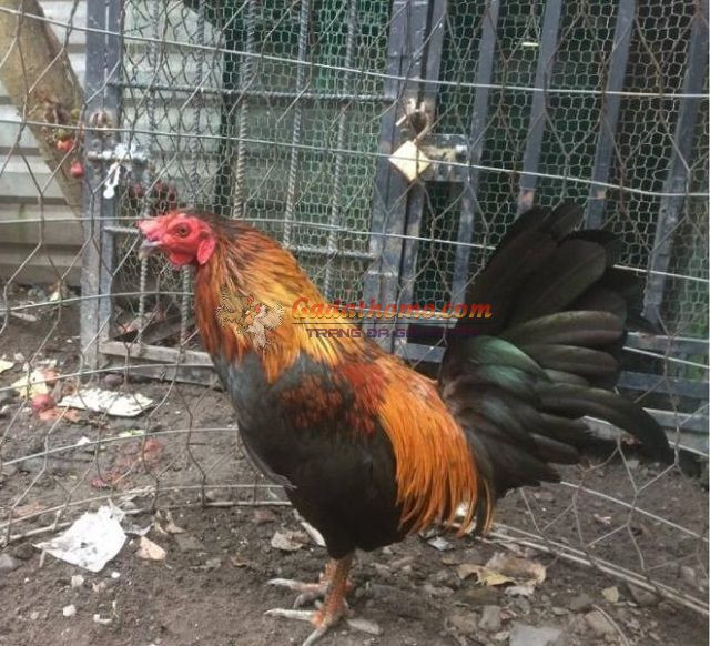 SOI KÈO BARCELONA VS MALLORCA, 02H00 NGÀY 02/05/2022