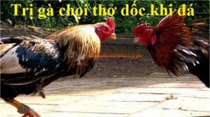 Gà đá thở dốc sau khi chiến đấu là bị gì? Cách chữa trị ?