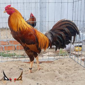 Gà Khét là gì? Sự thật đằng sau câu Gà Khét đá đâu thắng đó.